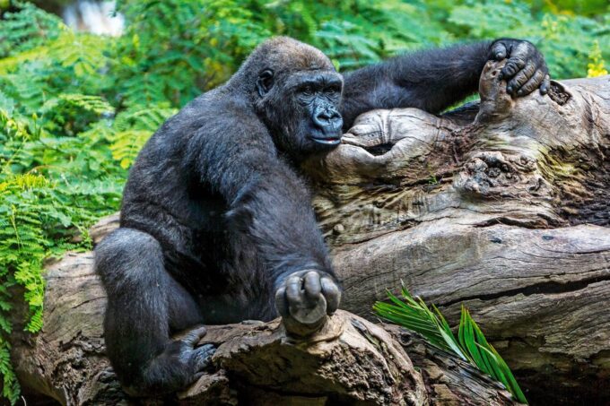 Tenerife: Loro Parque Entry Ticket - Inclusions and Pricing