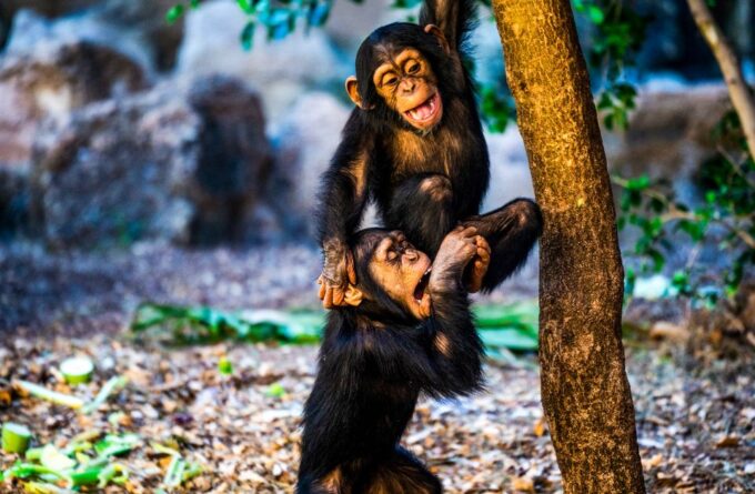 Tenerife: Loro Parque Entry Ticket - Special Offers