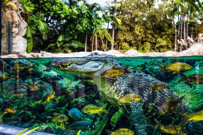 Tenerife: Loro Parque Entry Ticket - FAQ