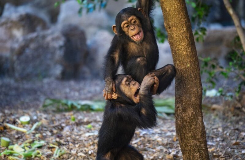 Tenerife: Loro Parque & Siam Park Combined Tickets - Getting to Loro Parque