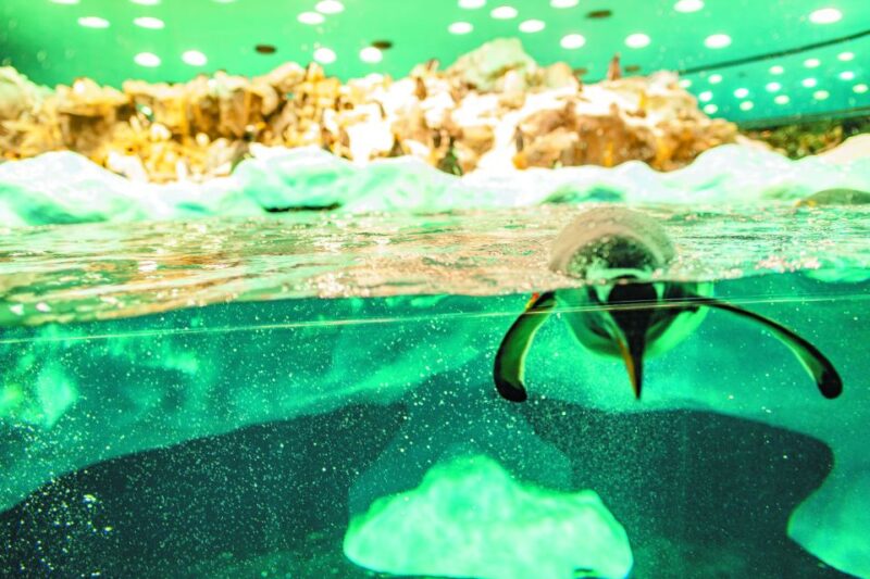 Tenerife: Loro Parque & Siam Park Entry Ticket With Transfer - Loro Parque Highlights