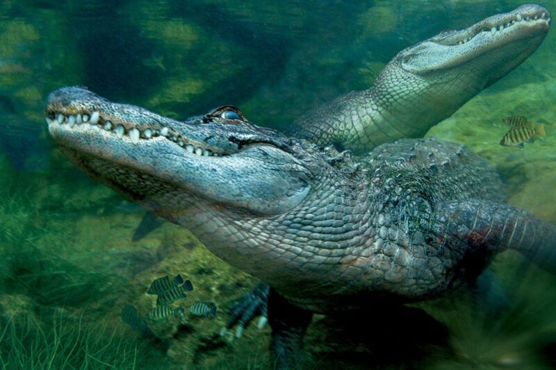 Tenerife: Loro Parque & Siam Park Entry Ticket With Transfer - Included Amenities