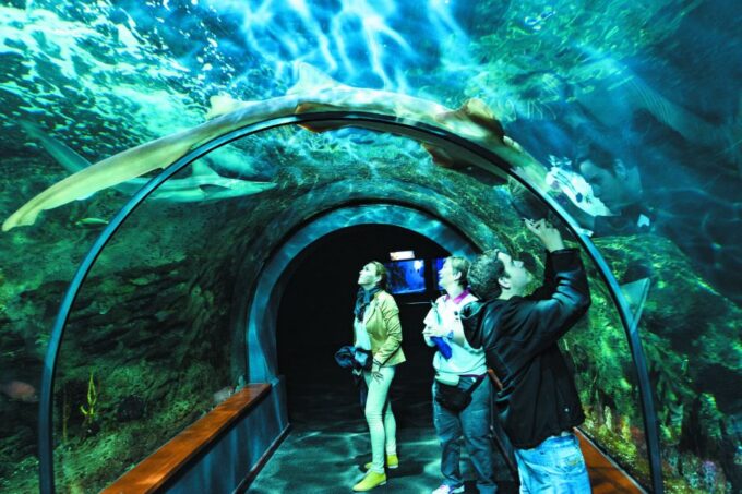 Tenerife: Loro Parque & Siam Park Entry Ticket With Transfer - Important Restrictions