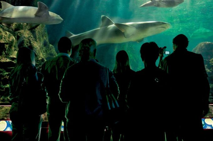 Tenerife: Loro Parque & Siam Park Entry Ticket With Transfer - Pickup Location Information