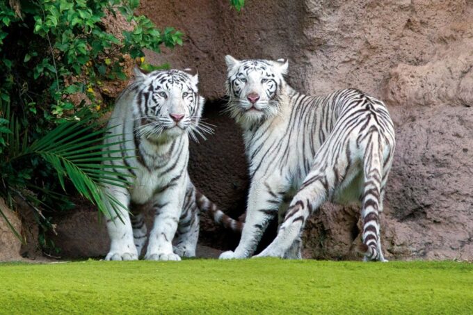 Tenerife: Loro Parque & Siam Park Entry Ticket With Transfer - Frequently Asked Questions
