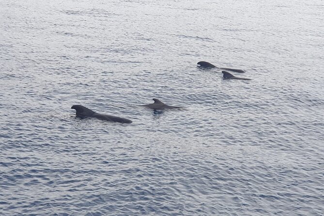 Tenerife Los Cristianos: Whale and Dolphin Eco-Yacht and Swim Stop - Tour Inclusions