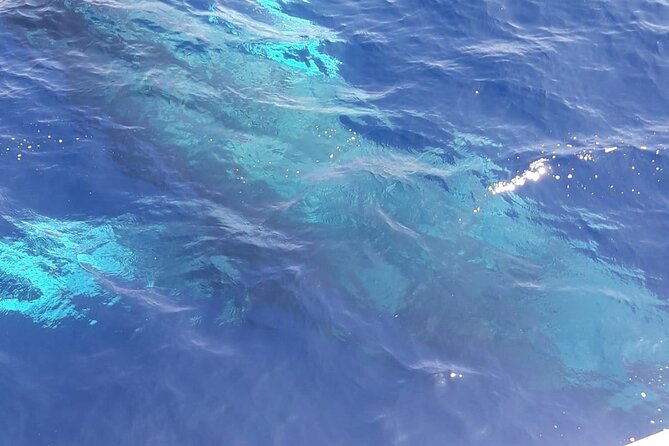 Tenerife Los Cristianos: Whale and Dolphin Eco-Yacht and Swim Stop - Traveler Reviews