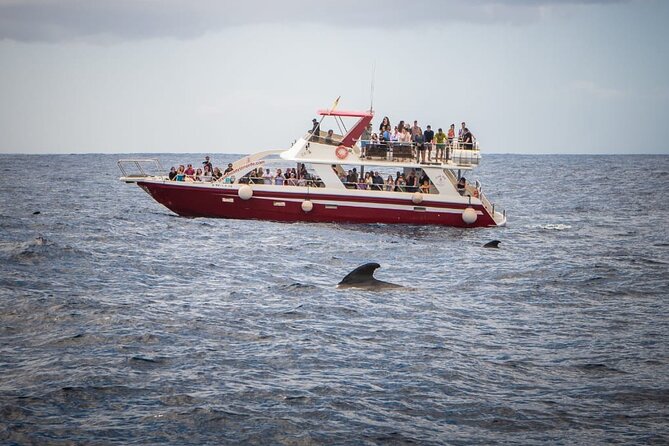 Tenerife Los Cristianos: Whale and Dolphin Eco-Yacht and Swim Stop - Cancellation Policy