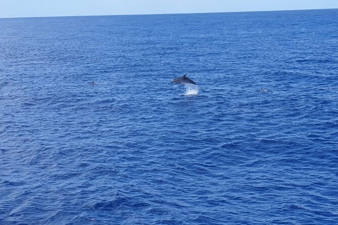 Tenerife Los Cristianos: Whale and Dolphin Eco-Yacht and Swim Stop - Traveler Experiences