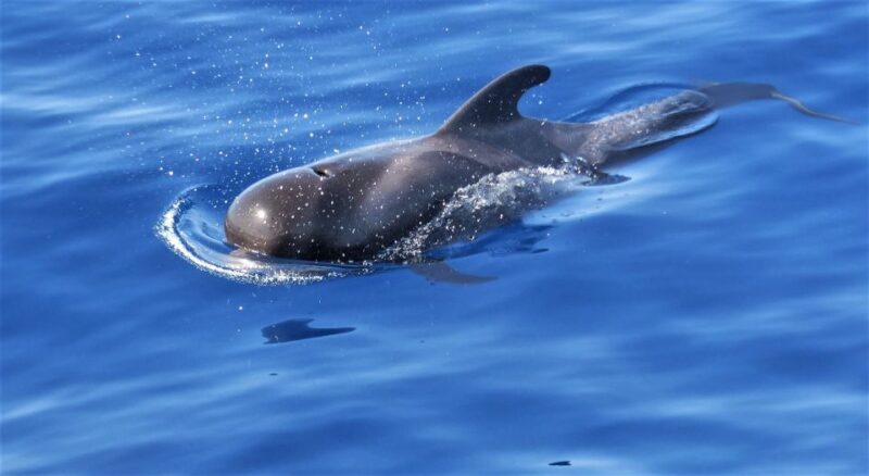 Tenerife: Los Gigantes Whale Watching Cruise by Sail Boat - Sailing and Whale Watching