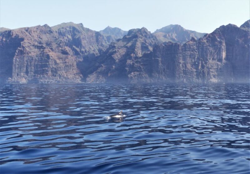 Tenerife: Los Gigantes Whale Watching Cruise by Sail Boat - Frequently Asked Questions