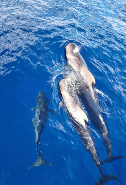 Tenerife: Marine-Life Tour With Transfer, Buffet and Drinks - Pickup and Drop-off