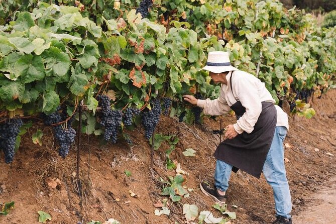 Tenerife North Gastro Wine Tour - Additional Details