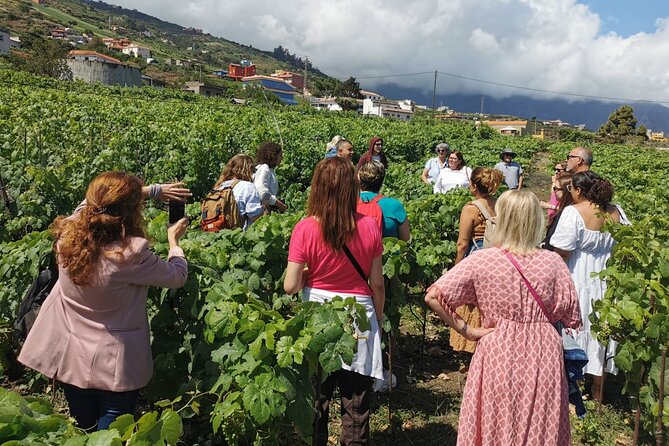 Tenerife North Gastro Wine Tour - Cancellation Policy
