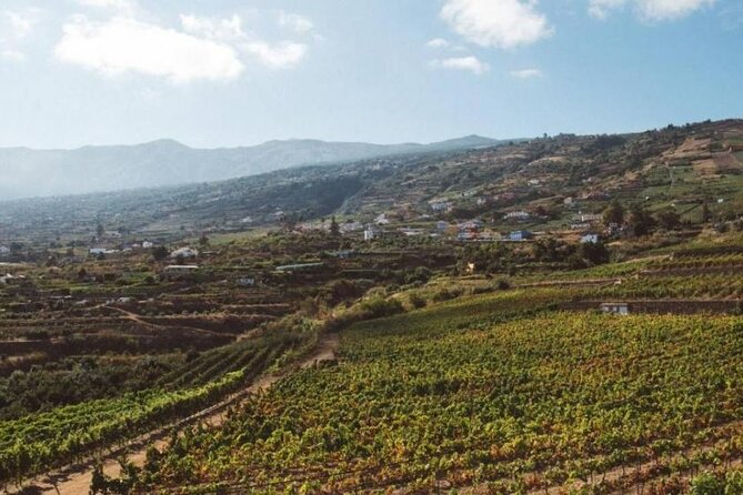 Tenerife North Gastro Wine Tour - Traveler Reviews