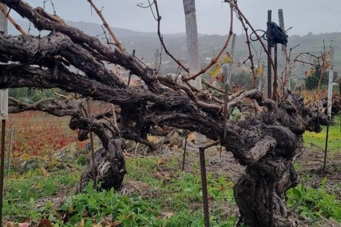 Tenerife North Gastro Wine Tour - Tour Duration