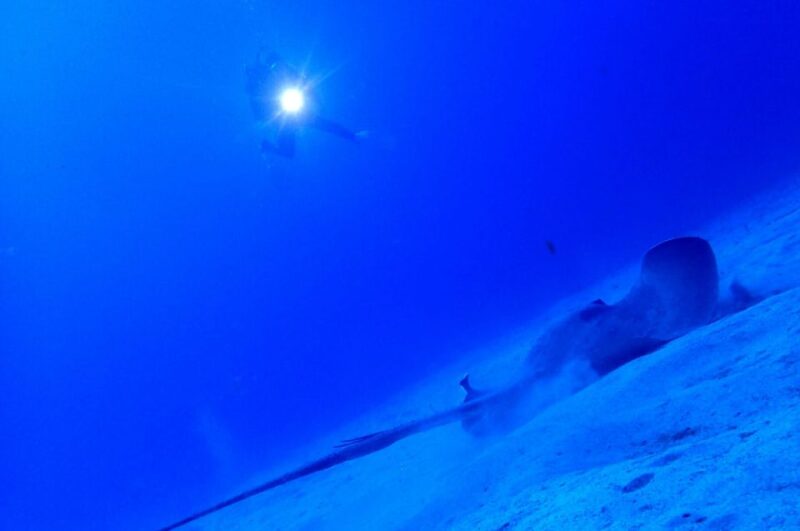 Tenerife : Pack of 2 Private Dives for Experienced Divers - Booking and Payment