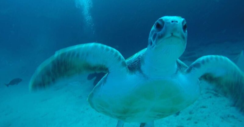 Tenerife : Private Dive for Beginners From a Boat - Highlights of the Experience