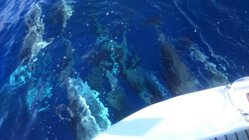 Tenerife: Private or Group 3 Hour Sailing Cruise With Drinks - Panoramic Views of the Coast