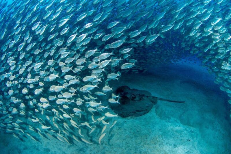 Tenerife: Private Scuba Diving Experience for Every Level - Key Points