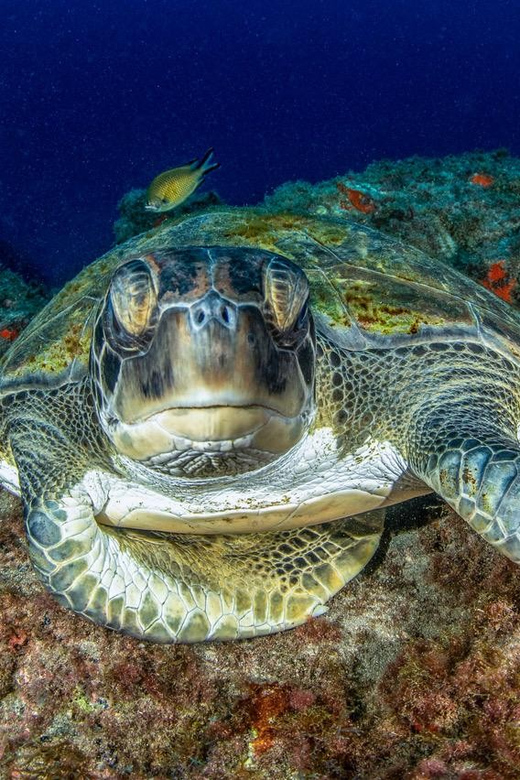 Tenerife: Private Scuba Diving Experience for Every Level - Participant Age and Skill Level