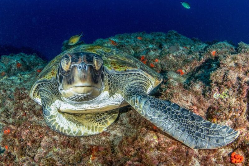 Tenerife: Private Scuba Diving Experience for Every Level - Group Size and Accessibility