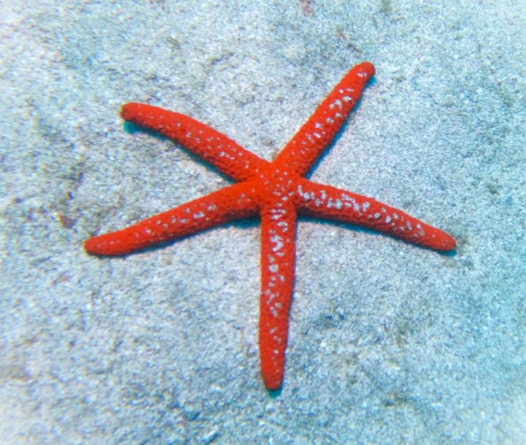 Tenerife: Private Scuba Diving Experience With Photos - Free Photos and Videos