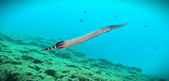 Tenerife: Private Scuba Diving Experience With Photos - Scuba Diving Safety Considerations