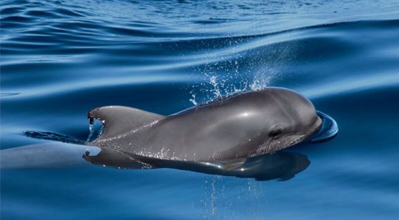 Tenerife: Private Sunset Charter With Drinks and Tapas - Departure From Puerto Colon Marina