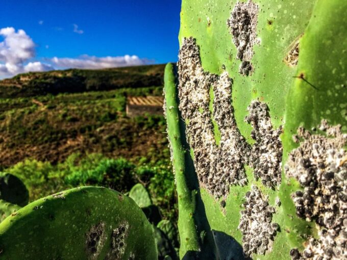 Tenerife Private Tour: Full-Day Volcanic South - Frequently Asked Questions