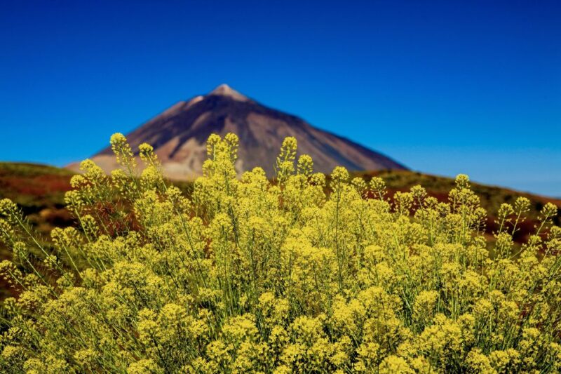 Tenerife Private Tour: Mount Teide Nature and Wine - Tour Highlights
