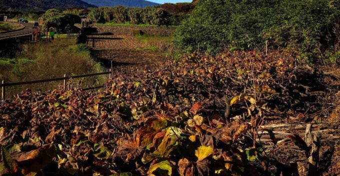 Tenerife Private Tour: Mount Teide Nature and Wine - Winery Visit and Tasting