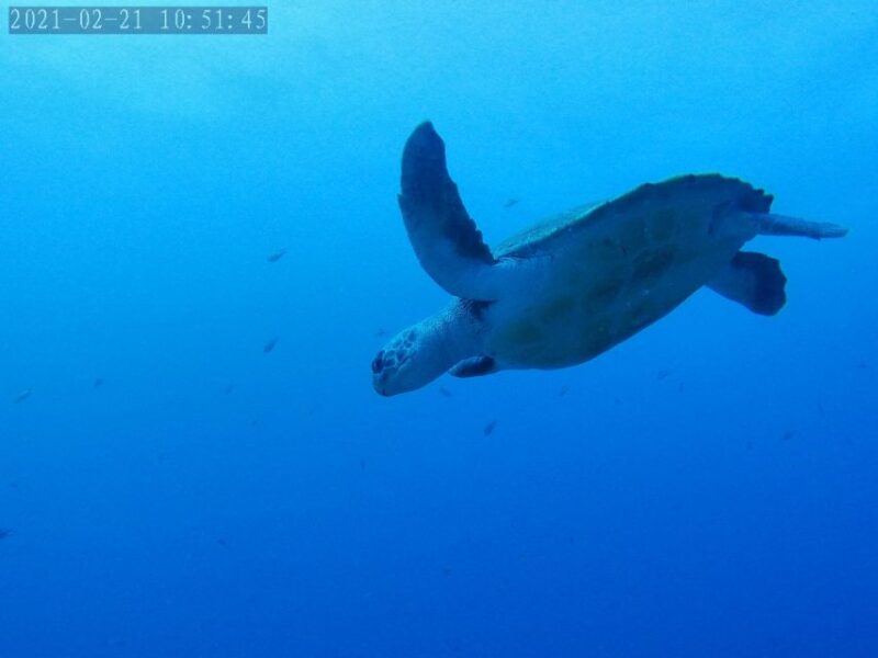 Tenerife: Puerto Colon Certified Scuba Dive by Speed Boat - Equipment and Safety