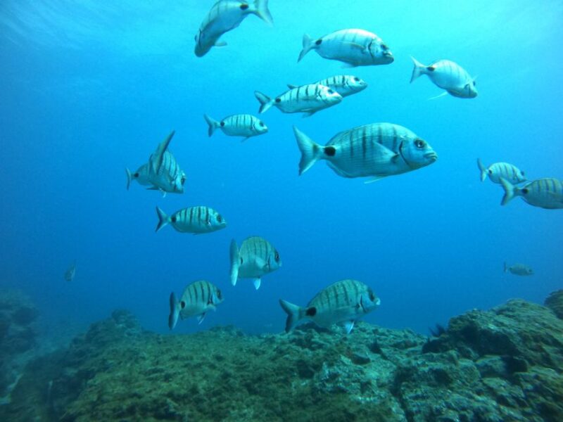Tenerife: Puerto Colon Certified Scuba Dive by Speed Boat - Meeting Point and Supplies