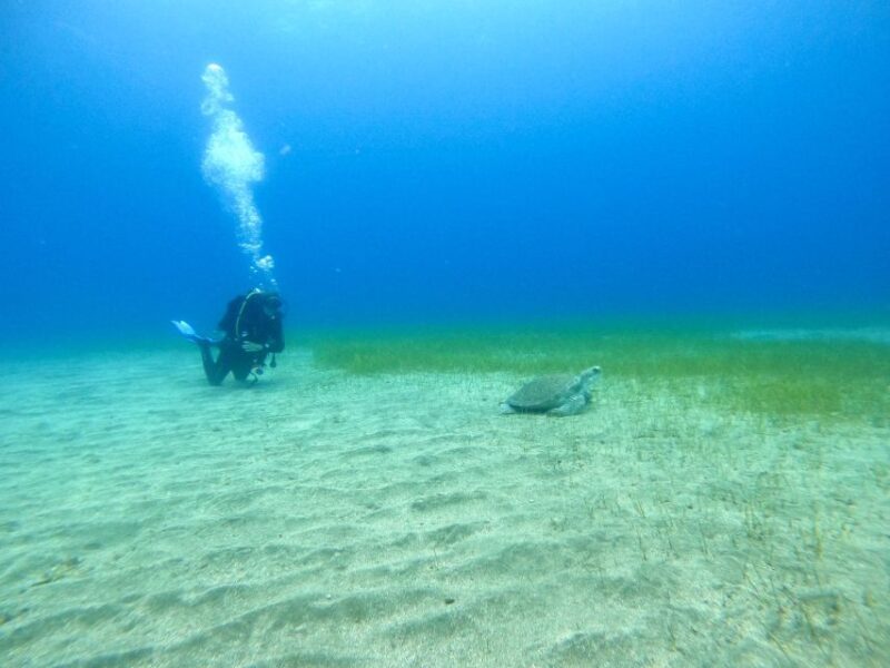 Tenerife: Puerto Colon Certified Scuba Dive by Speed Boat - Pricing and Cancellation