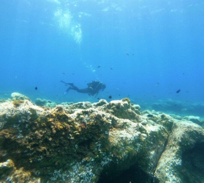 Tenerife: Puerto Colon Certified Scuba Dive by Speed Boat - Dive Site Variety