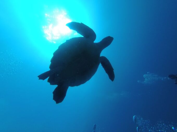 Tenerife: Puerto Colon Certified Scuba Dive by Speed Boat - Participant Restrictions