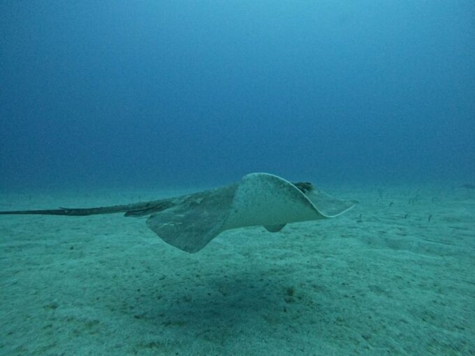 Tenerife: Puerto Colon Certified Scuba Dive by Speed Boat - Frequently Asked Questions