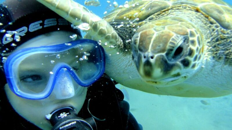 Tenerife: Puerto Colon Discover Scuba Diving Trip - Key Points