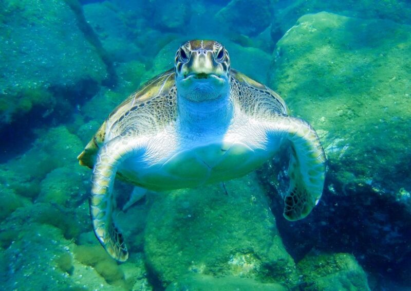 Tenerife: Sailboat Tour With Food and Snorkeling - Meeting Point