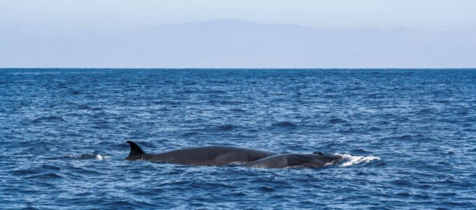 Tenerife: Sailboat Tour With Food and Snorkeling - Vessel Information