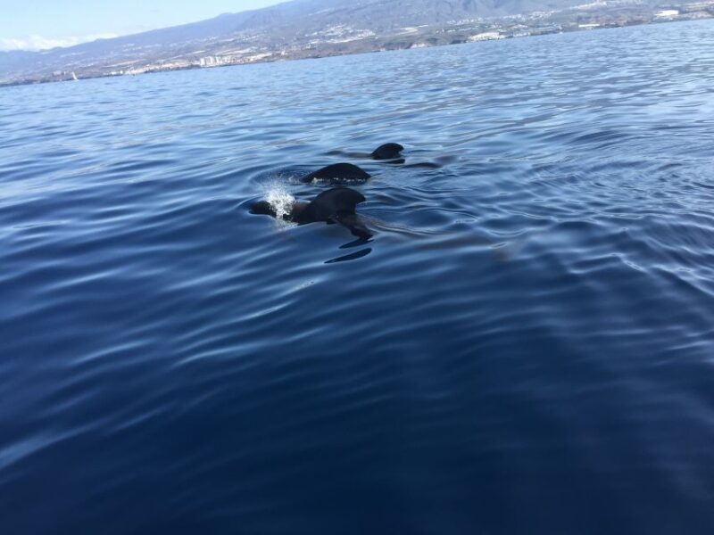 Tenerife: Sailing Excursion With Whale and Dolphin Watching - Inclusions and Duration