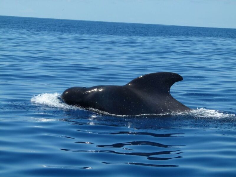 Tenerife: Sailing Excursion With Whale and Dolphin Watching - Meeting Point and Arrival