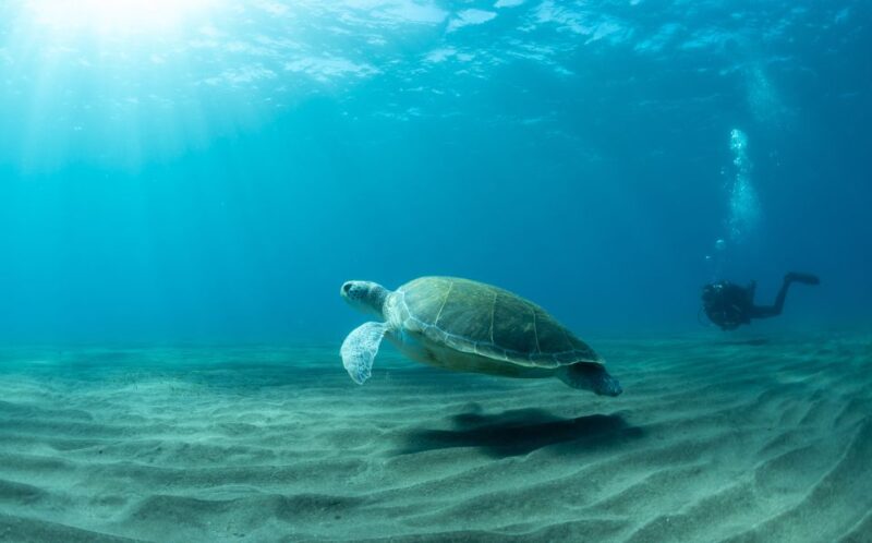 Tenerife: Scuba Diving Lesson and Abades Protected Area Dive - Booking and Pricing Details