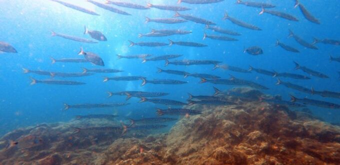 Tenerife: Scuba Diving Lesson and Abades Protected Area Dive - Cancellation Policy