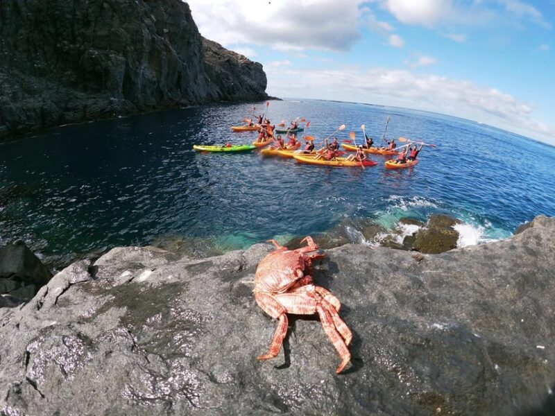 Tenerife: Snorkeling and Kayaking With Marine Life in Palm Mar - Snorkeling Among the Marine Wonders