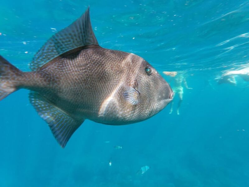 Tenerife: Snorkeling and Kayaking With Marine Life in Palm Mar - Safety Briefing and Hiking in the Natural Landscape