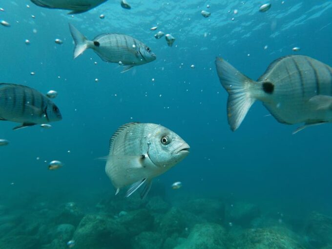 Tenerife: Snorkeling and Kayaking With Marine Life in Palm Mar - Discovering the Secret Stop and Unspoiled Beauty