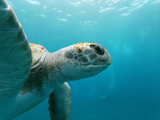 Tenerife: Snorkeling and Kayaking With Marine Life in Palm Mar - Essential Information and Meeting Point Details