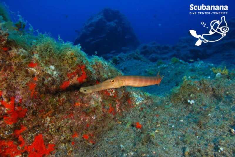 Tenerife: Snorkeling Equipment Rental in Radazul - Snorkeling Experience and Highlights